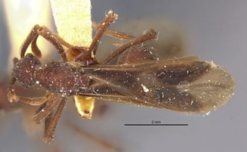 Media type: image;   Entomology 21132 Aspect: habitus dorsal view